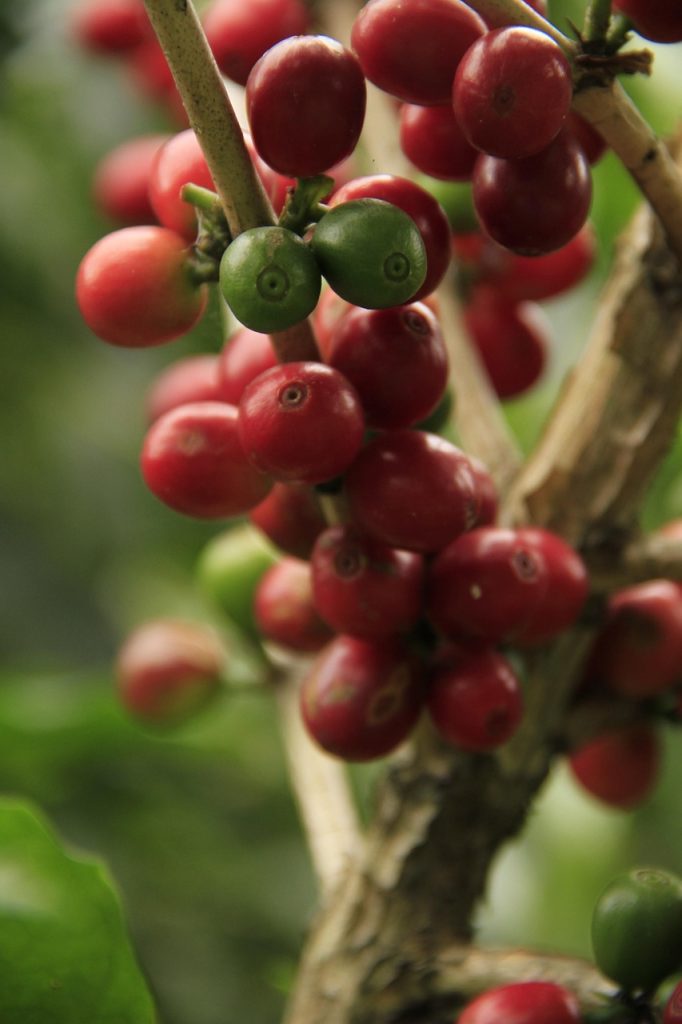 coffee, caffeine, drink, smell, plantation, fresh, fruit, plant, nature, food, coffee bean, bandolas, red, green, coffee grains, farming, fruit coffee, aromatic, natural, ripe coffee, coffee, coffee, coffee, coffee, coffee, coffee bean, coffee grains, coffee grains