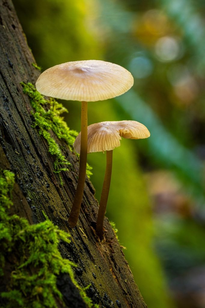 mushrooms, fungi, moss, woods, forest, nature, nature, nature, nature, nature, nature