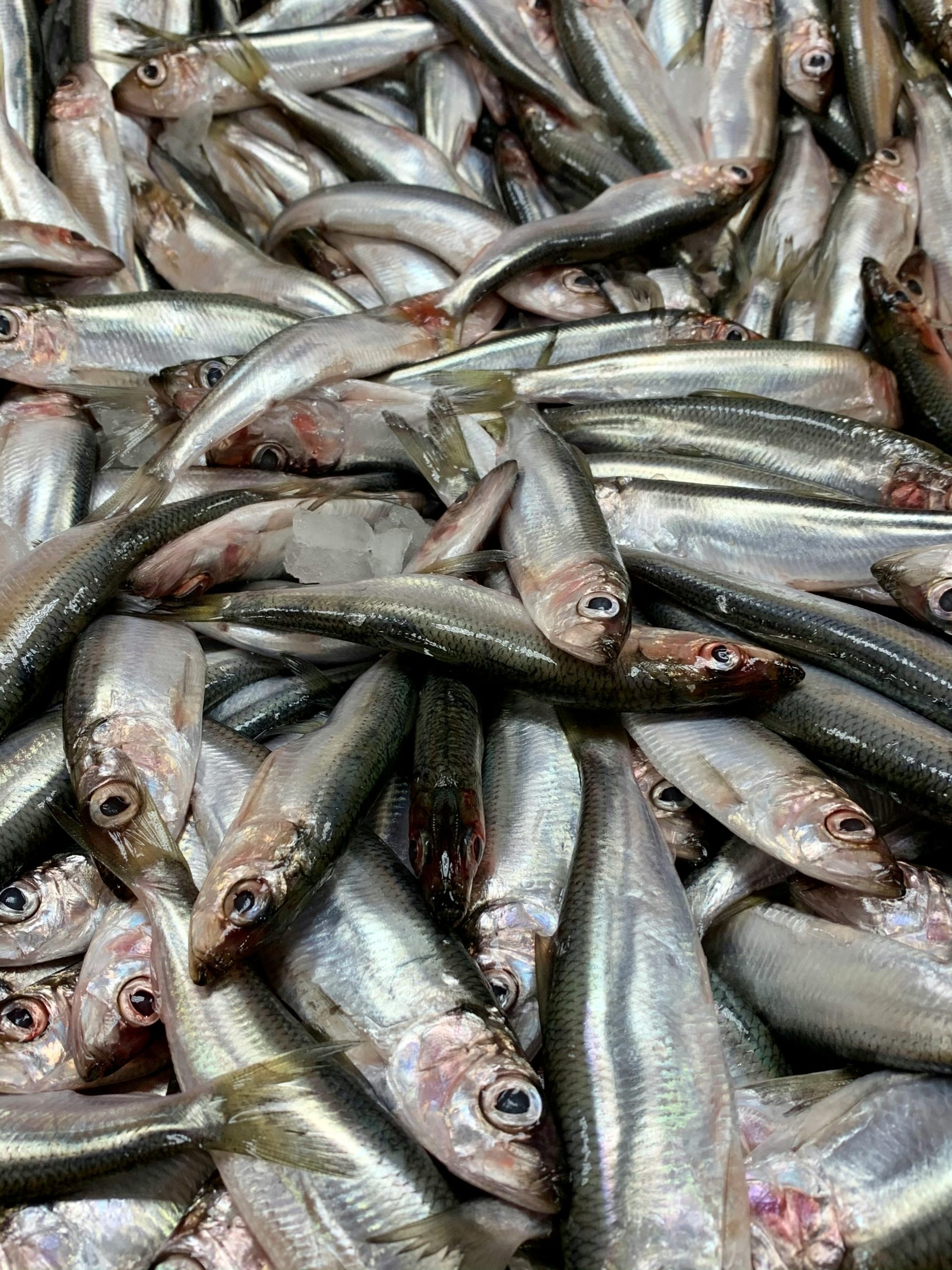 A detailed close-up shot of raw anchovies lying on ice, highlighting their shiny scales.